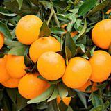 TNC Garden Groups Satsuma Mandalina Fidanı 2 Adet 3 Yaş Tüplü ve Aşılı