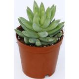 TNC Garden Groups Sedum Nicaeensis Sukulent 5 Adet