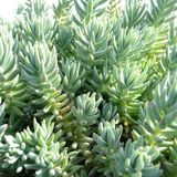 TNC Garden Groups Sedum Reflexum Dam Koruğu – Yer Örtücü-Yayılıcı Bitki 135 Adet