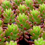 TNC Garden Groups Sedum Rubrotinctum – Jelibon Sukulent 180 Adet