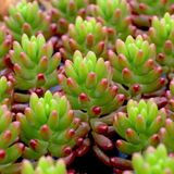 TNC Garden Groups Sedum Rubrotinctum – Jelibon Sukulent 45 Adet