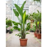 tnc garden groups Starliçe (cennet Kuşu Çiçeği) Strelitzia Nicolai 120 Cm