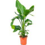 TNC Garden Groups Starliçe (Cennet Kuşu Çiçeği) Strelitzia Nicolai - 60 cm 2 Adet