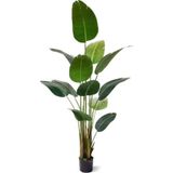 TNC Garden Groups Starliçe (Cennet Kuşu Çiçeği) Strelitzia Nicolai - 80 cm 3 Adet