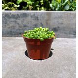 TNC Garden Groups Tespih Çiçeği Senecio Rowleyanus 10 Adet