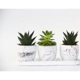 TNC Garden Groups TRİO BEYAZ SUKULENT SETİ - Haworthia, Echeveria Emerald
