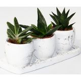 TNC Garden Groups TRİO BEYAZ SUKULENT SETİ - Haworthia, Gasteria, Aloe Ferox