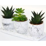 TNC Garden Groups TRİO BEYAZ SUKULENT SETİ - Haworthia, Gasteria Obliqua