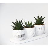 TNC Garden Groups TRİO BEYAZ SUKULENT SETİ - Haworthia Pumila, Limifolia