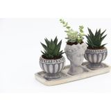 TNC Garden Groups TRİO HELEN GRİ SUKULENT SETİ - Haworthia Limifolia, Crassula