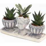 TNC Garden Groups TRİO HELEN GRİ SUKULENT SETİ - Haworthia Limifolia, Gasteria