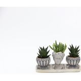 TNC Garden Groups TRİO HELEN GRİ SUKULENT SETİ - Haworthia Limifolia, Huernia