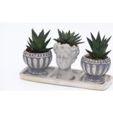 TNC Garden Groups TRİO HELEN GRİ SUKULENT SETİ - Haworthia Limifolia, Pumila