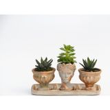 TNC Garden Groups TRİO HELEN ORANGE SUKULENT SETİ - Haworthia Pumila, Echeveria