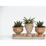 TNC Garden Groups TRİO HELEN ORANGE SUKULENT SETİ - Haworthia Pumila, Gasteria