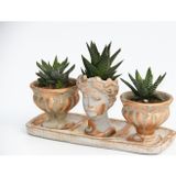 TNC Garden Groups TRİO HELEN ORANGE SUKULENT SETİ - Haworthia Pumila, Limifolia