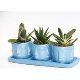 TNC Garden Groups TRİO MAVİ ADLER SUKULENT SETİ - Gasteria, Haworthia