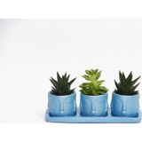 TNC Garden Groups TRİO MAVİ ADLER SUKULENT SETİ - Haworthia Limifolia, Echeveria