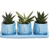 TNC Garden Groups TRİO MAVİ ADLER SUKULENT SETİ - Haworthia Limifolia, Huernia