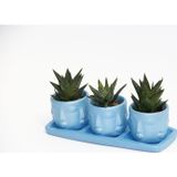 TNC Garden Groups TRİO MAVİ ADLER SUKULENT SETİ - Haworthia Limifolia, Pumila