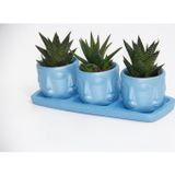 TNC Garden Groups TRİO MAVİ ADLER SUKULENT SETİ - Haworthia Limifolia, Rigida