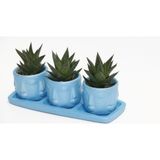 TNC Garden Groups TRİO MAVİ ADLER SUKULENT SETİ - Haworthia Limifolia