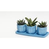 TNC Garden Groups TRİO MAVİ ADLER SUKULENT SETİ - Haworthia Pumila, Gasteria