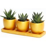 TNC Garden Groups TRİO ORANGE HEDİYELİK SUKULENT SETİ - 3'lü Haworthia