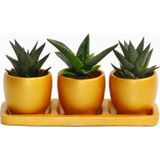TNC Garden Groups TRİO ORANGE HEDİYELİK SUKULENT SETİ - Haworthia, Aloe Ferox