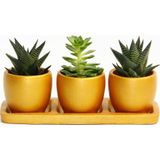 TNC Garden Groups TRİO ORANGE HEDİYELİK SUKULENT SETİ - Haworthia, Echeveria