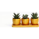 TNC Garden Groups TRİO ORANGE HEDİYELİK SUKULENT SETİ - Haworthia, Gasteria