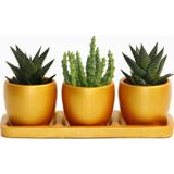 TNC Garden Groups TRİO ORANGE HEDİYELİK SUKULENT SETİ - Haworthia, Huernia