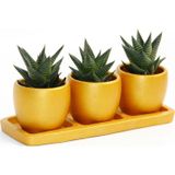 TNC Garden Groups TRİO ORANGE HEDİYELİK SUKULENT SETİ - Haworthia Limifolia