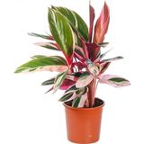 tnc garden groups Üç Renkli Kaletya (calathea Triostar)