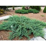 tnc garden groups Yayılıcı Ardıç – Juniperus Horizontalis - Yer Örtücü Bitki 10 Adet