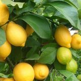 TNC Garden Groups Yediveren Limon Fidanı 2 Adet 3 Yaş Tüplü ve Aşılı