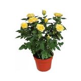 TNC Garden Groups Yediveren Saksılı Sarı Gül – 20-30 cm 20 Adet