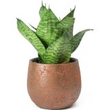 TNC Garden Groups Yeşil Paşa Kılıcı – Sansevieria Hahnii 15-20 cm