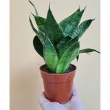 TNC Garden Groups Yeşil Paşa Kılıcı – Sansevieria Hahnii 2 Adet