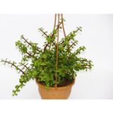 TNC Garden Groups Yeşim Ağacı Crassula Portulacaria Askılı Saksı 5 Adet