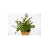 TNC Garden Groups Yeşim Ağacı Crassula Portulacaria Askılı Saksı