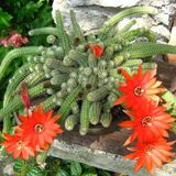 TNC Garden Groups Yılan Kaktüs Chamaecereus Silvestris 3 Adet