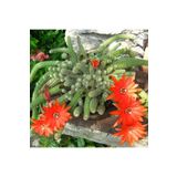 TNC Garden Groups Yılan Kaktüs Chamaecereus Silvestris 5 Adet