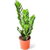 TNC Garden Groups Zamia (Zeze Çiçeği) 3 Adet