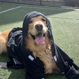 Tofitowel Büyük Irk Köpek Piramit Desenli Siyah Bornoz
