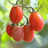 Tohhum 10 Rosalita Pembe Cherry Domates Tohum