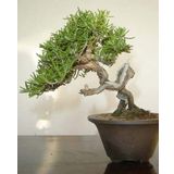tohhum BİBERİYE BONSAİ AĞACI 10