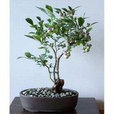tohhum BLUEBERRY BONSAİ AĞACI 10+