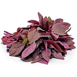 Tohhum Bordo Amaranth Tohumu – 100+ Adet | Besleyici, Dekoratif ve Kolay Yetişen Bitki