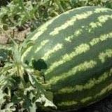 Tohhum Diyarbakır Karpuz Tohumu Dev Boyutlu Şekerli Gevrek Tadı 10+ Tohum